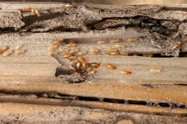 Bird Control in Seabrook, TX